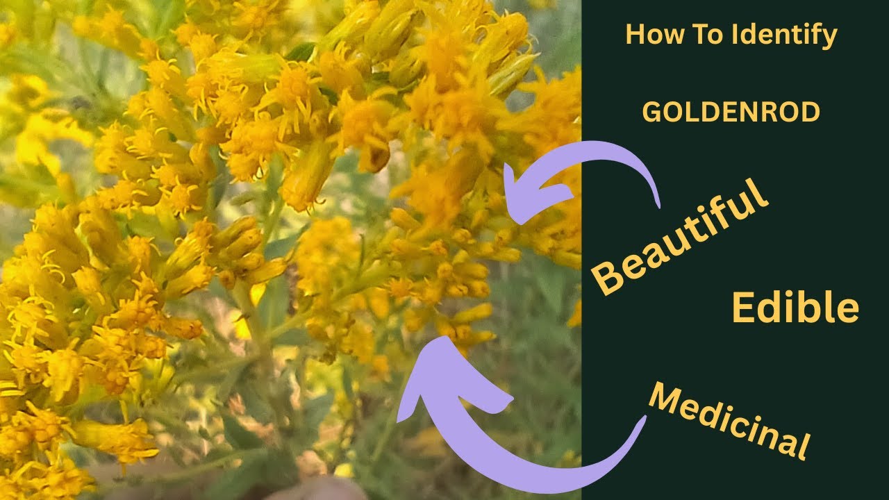 How To Avoid The Toxic Lookalikes of Goldenrod