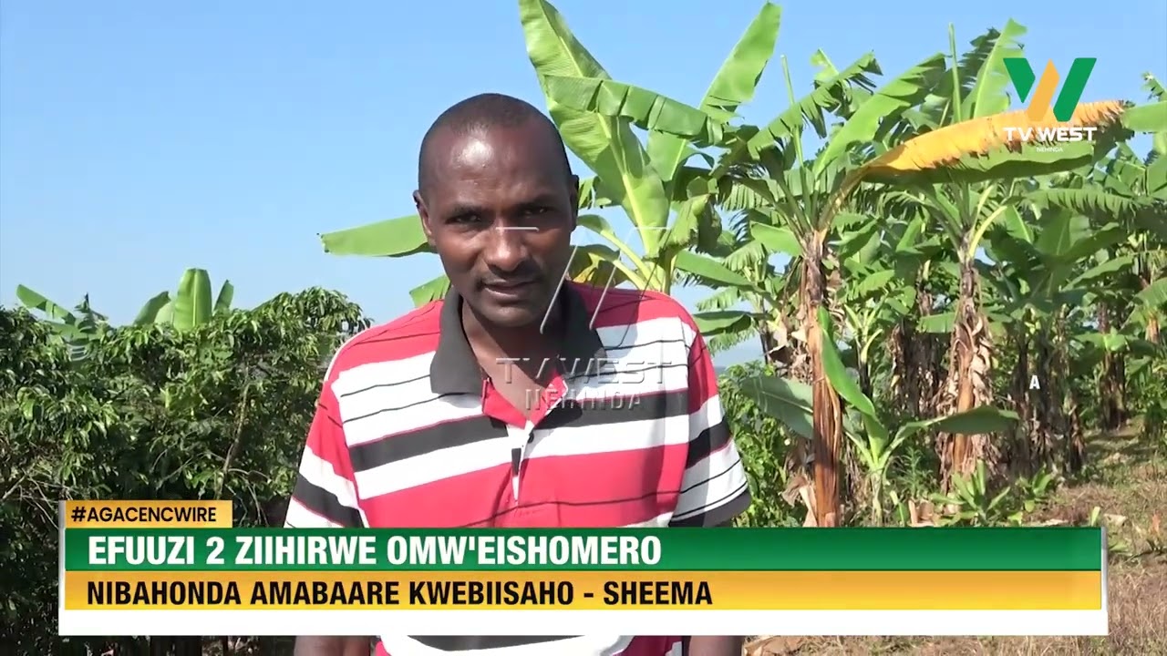 Agacencwire: Efuuzi 2 ezayihirwe omu ishomero nizihonda amabaare kwebaisaho - Sheema
