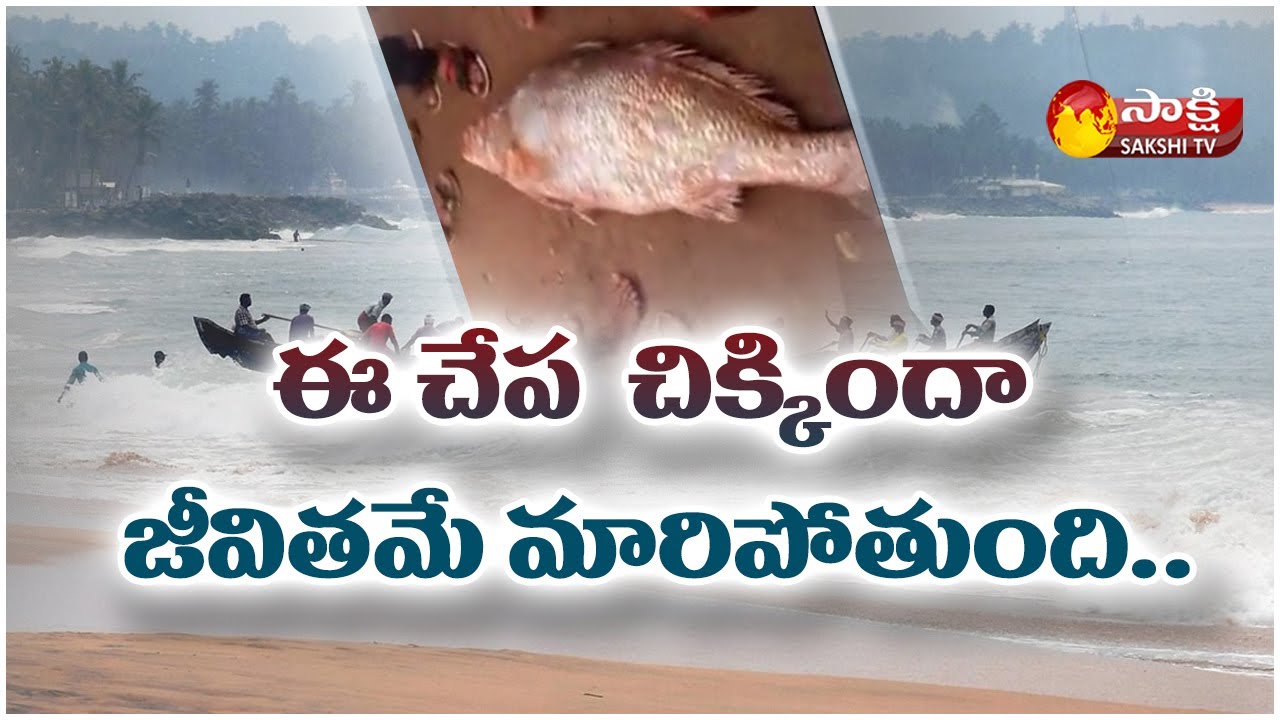 ఈ చేప దొరికితే రాత్రి రాత్రికే లక్షాధికారి అవుతారు| Kakinada Costly Fish | Croaker Fish | Sakshi TV