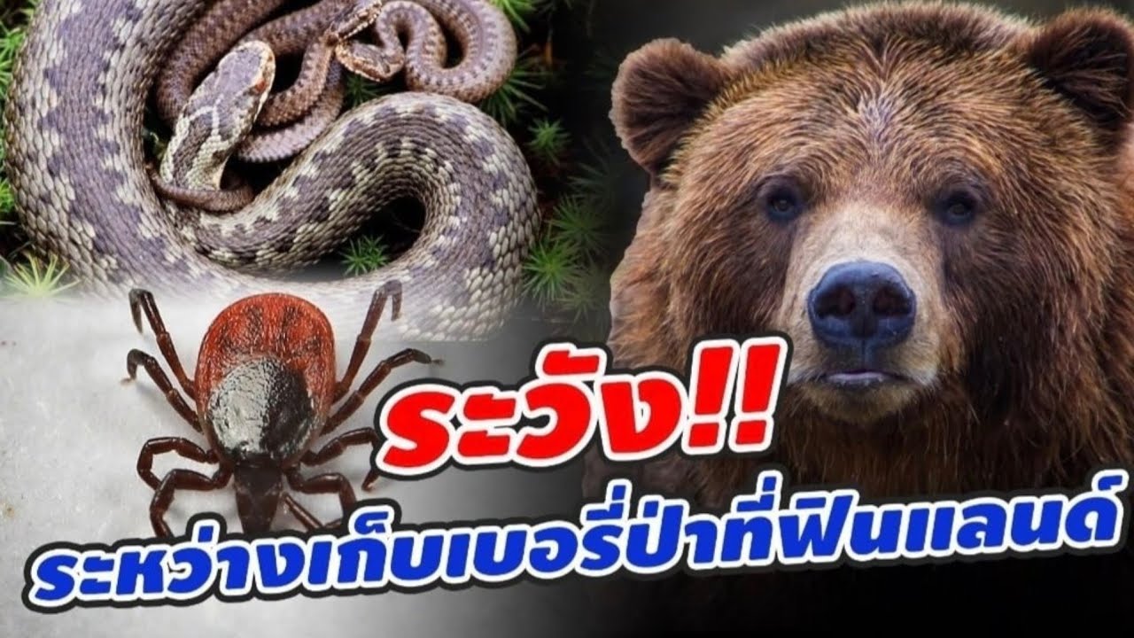 เข้าป่าในฟินแลนด์เก็บเบอรี่ ต้องฟังคลิปนี้! สัตว์ป่าที่ต้องระวัง! งานเก็บผลไม้ป่าฟินแลนด์ | ฟินแลนด์