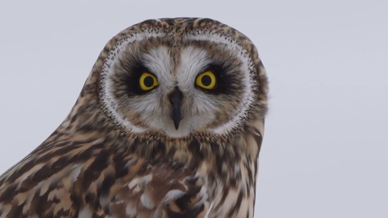 Short Eared Owl, West Coast of Denmark