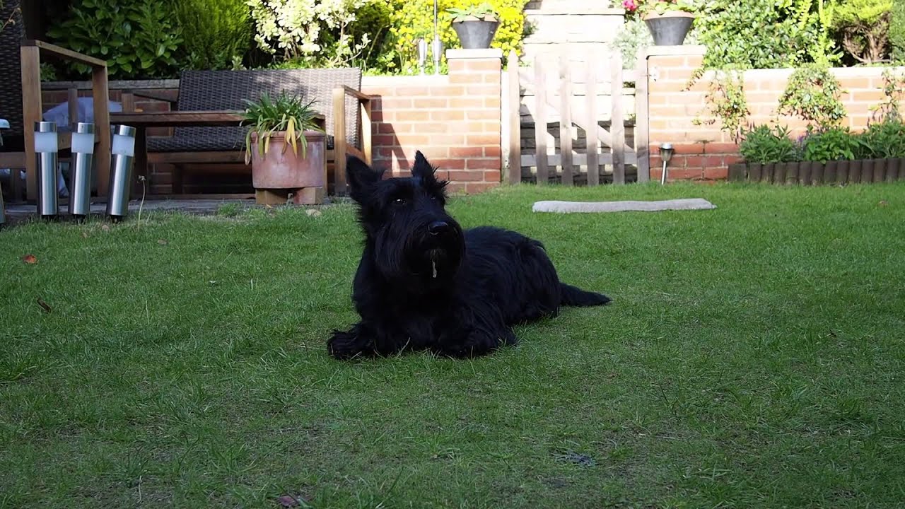 Scottish Terrier Training Video - Tricks Reggie can do