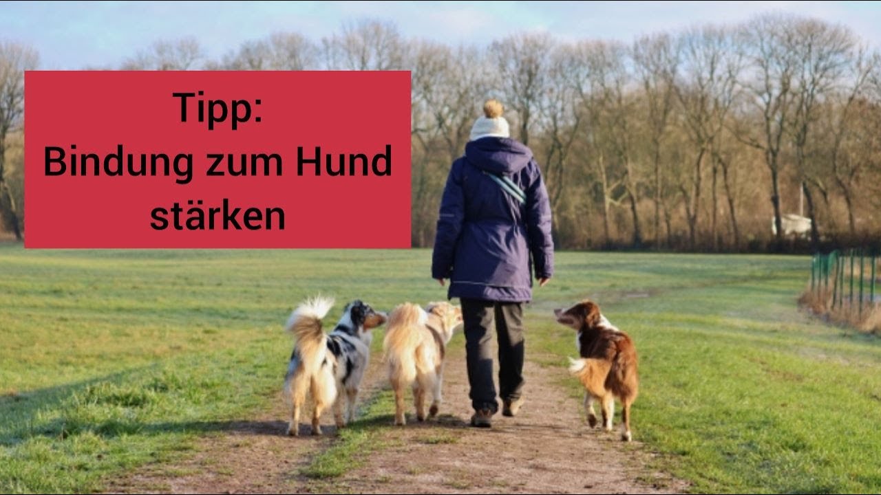 Tipps für eine stärkere Bindung zu deinem Hund | So baust du eine bessere Bindung zu deinem Hund auf
