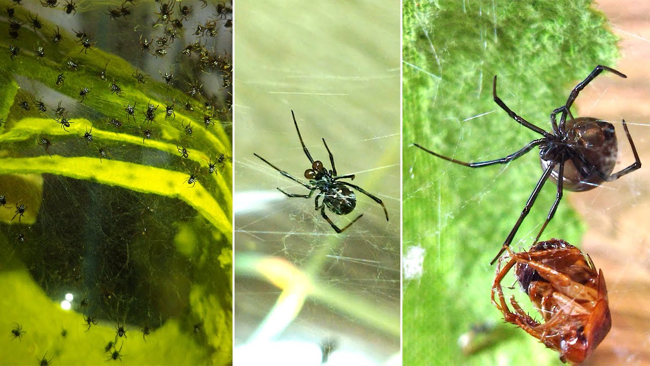 Каракурт (Latrodectus tredecimguttatus). Содержание