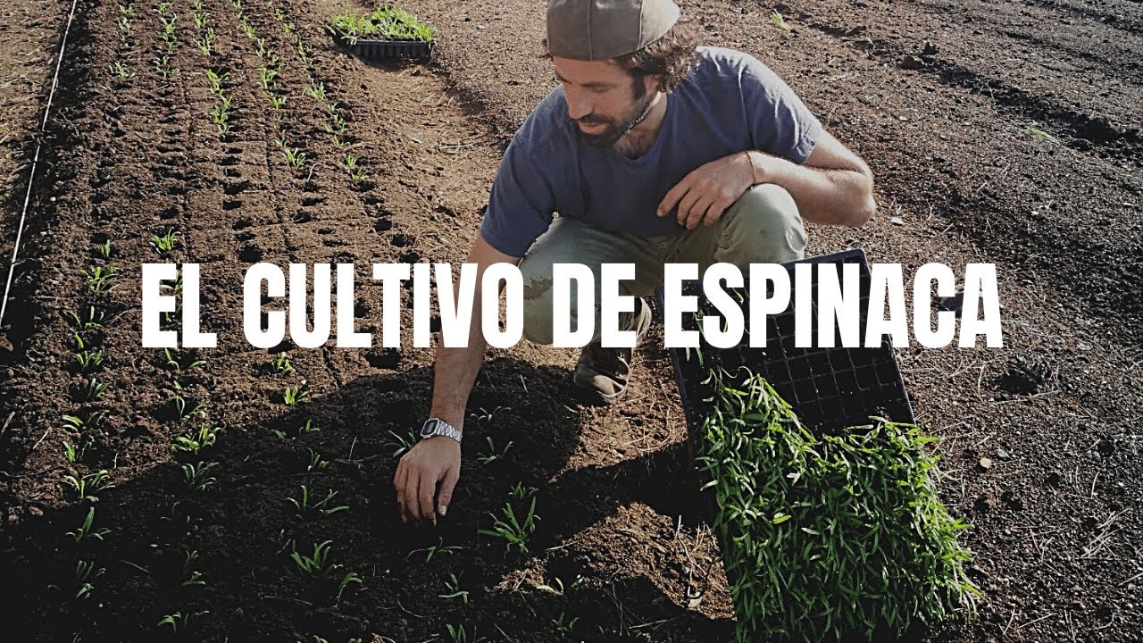 El Cultivo de Espinaca