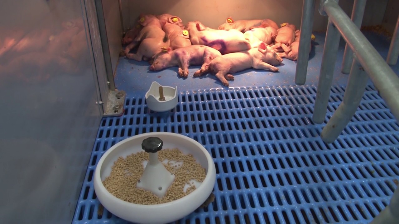 DenkaFarm Innovation Centre - Pig Farm - English