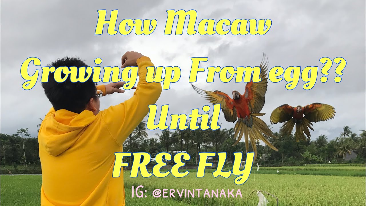 How Catalina macaw grow up from egg until fly to me
