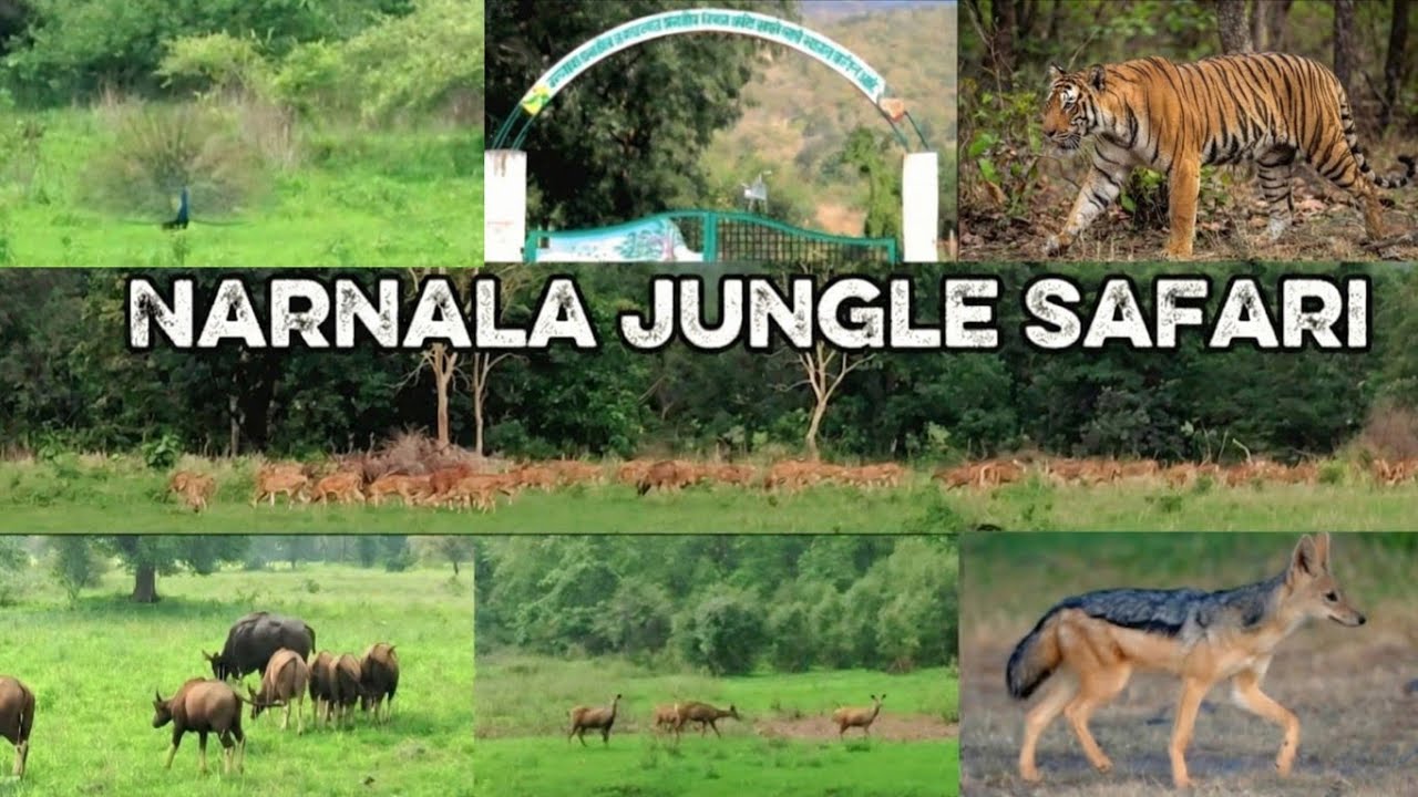 Narnala Jungle Safari Shahnur | Narnala Wildlife Sanctuary 🌳| Melghat Tiger Reserve🐅 | 