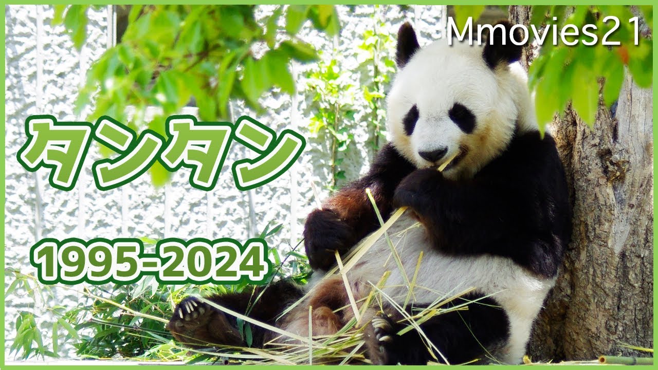 ありがとうタンタン 神戸市立王子動物園ジャイアントパンダ〜TanTan the Giant Panda at Oji zoo