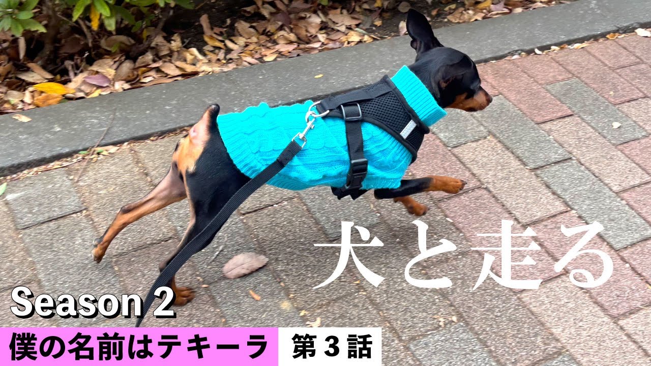 犬とランニング/ 生後4ヶ月ミニピンの成長記録【僕の名前はテキーラ Season 2 / 第2話 】