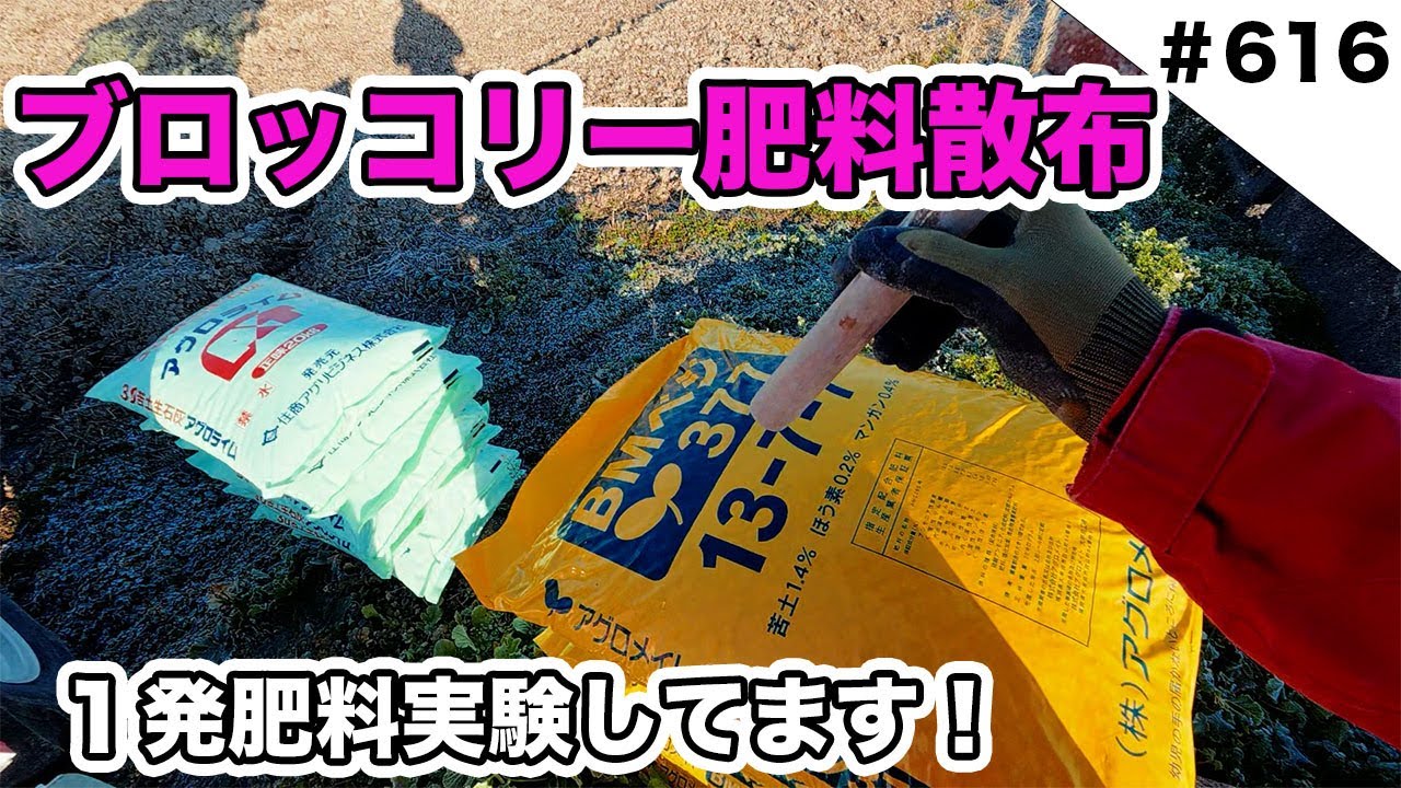 ブロッコリー肥料散布　１発肥料実験してます！