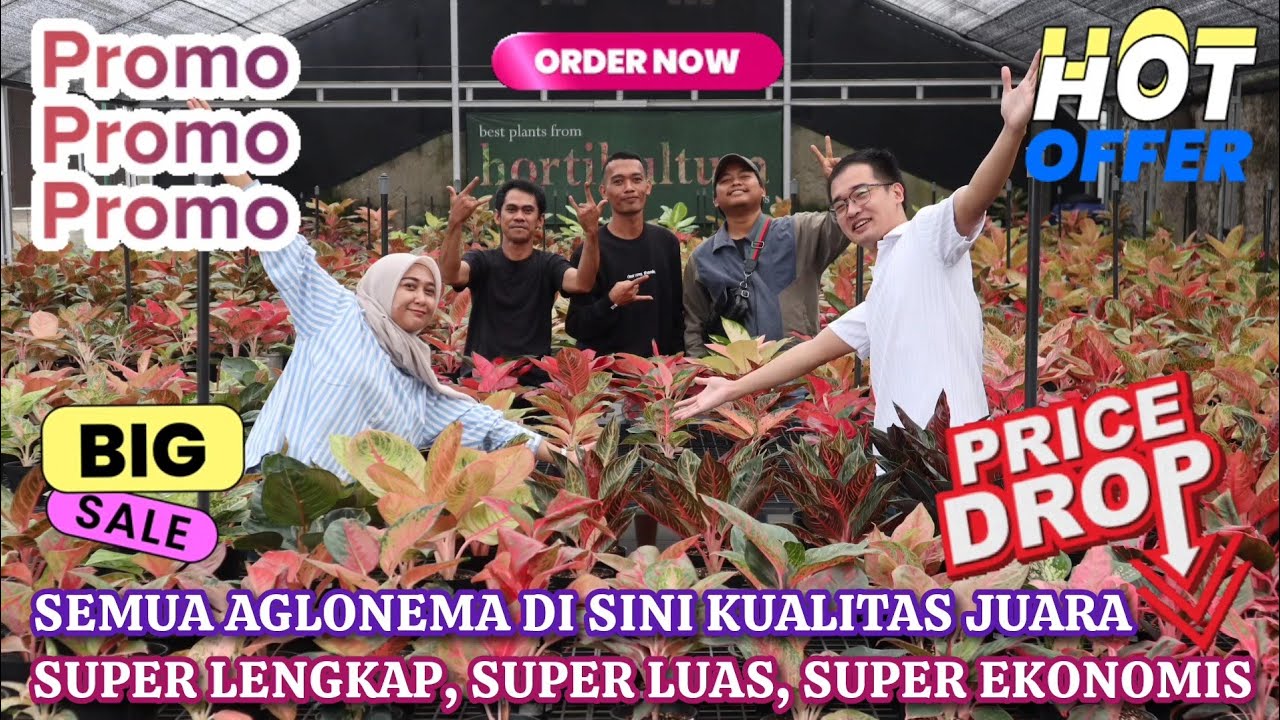 SEMUA AGLONEMA DI SINI KUALITAS JUARA. SUPER LENGKAP, SUPER LUAS, SUPER HARGA EKONOMIS. Eps 1571