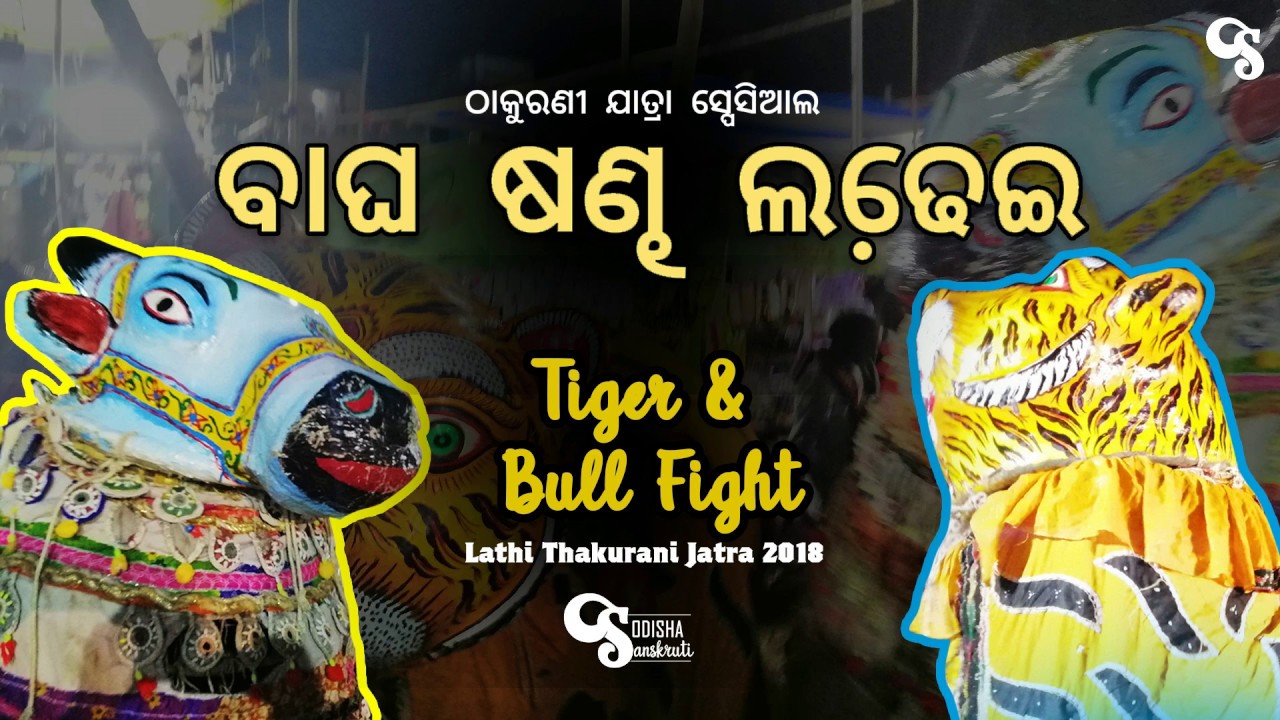Bagha Sandha Ladhai || Tiger Bull Fight | Bagha Nacha || Odisha Sanskruti