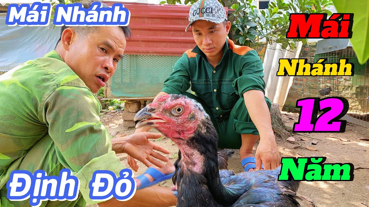 Mái Nhánh 12 Năm Tuổi Mà Nhiều Anh Em Thích Nhận Nuôi / Định Đỏ