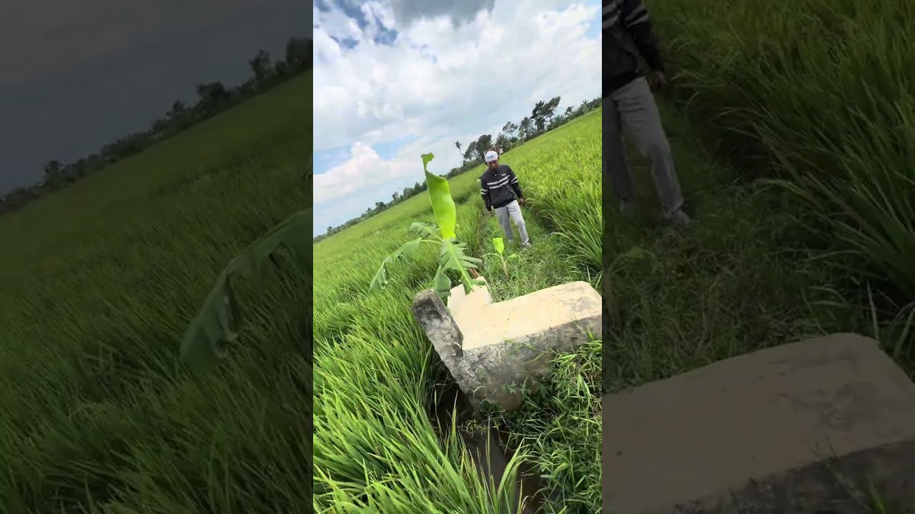 abah jalanjalan ngabuburit menunggu maghrib di bulanramadhan di pematang sawah 