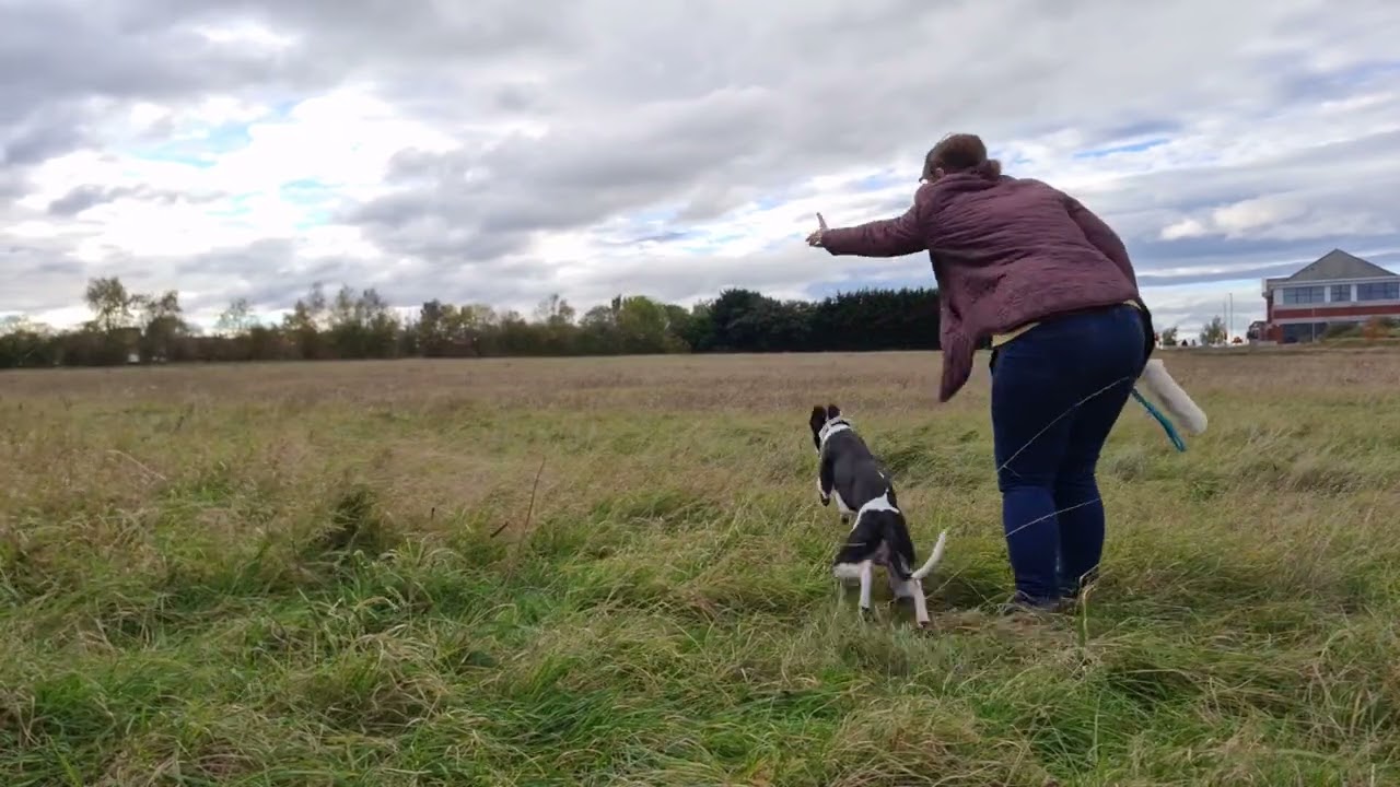 Retrieve Dummy Training with Young Arkle Whippet 