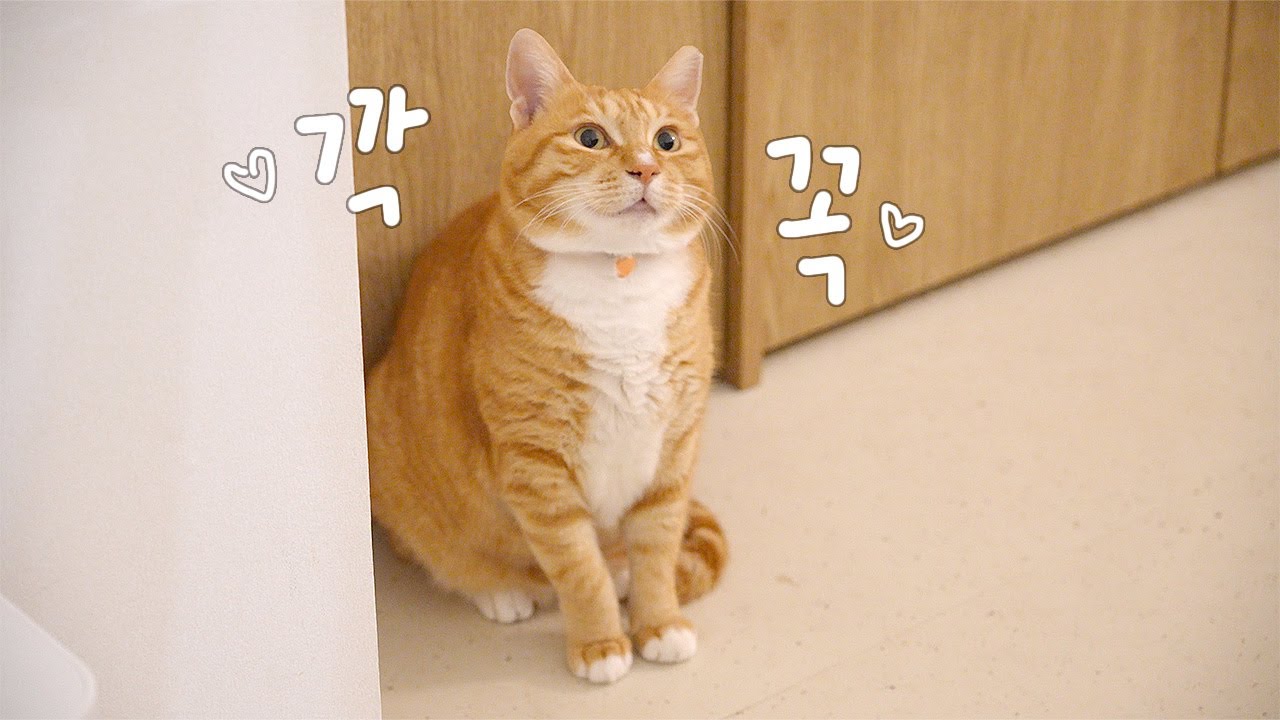 오늘 영상도 깍꼭 짱많이 함💛