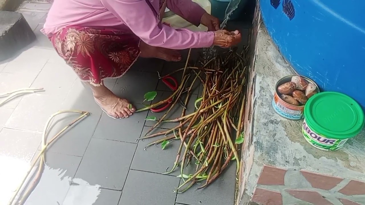 NGAMBI SELUR KELADI BA KEBUN DEPAN RUMAH.