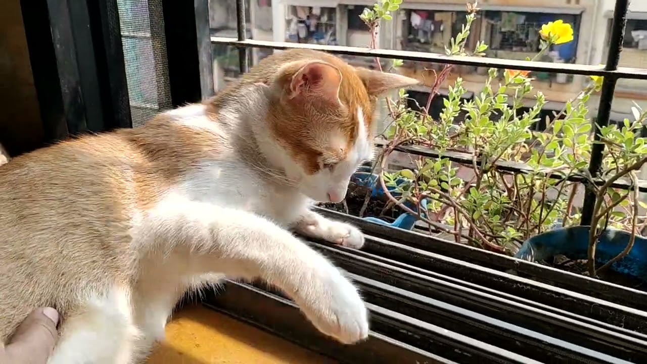 आज लाडू आणि मम्मीचे हितगुज...🐈❣️🧿❤️