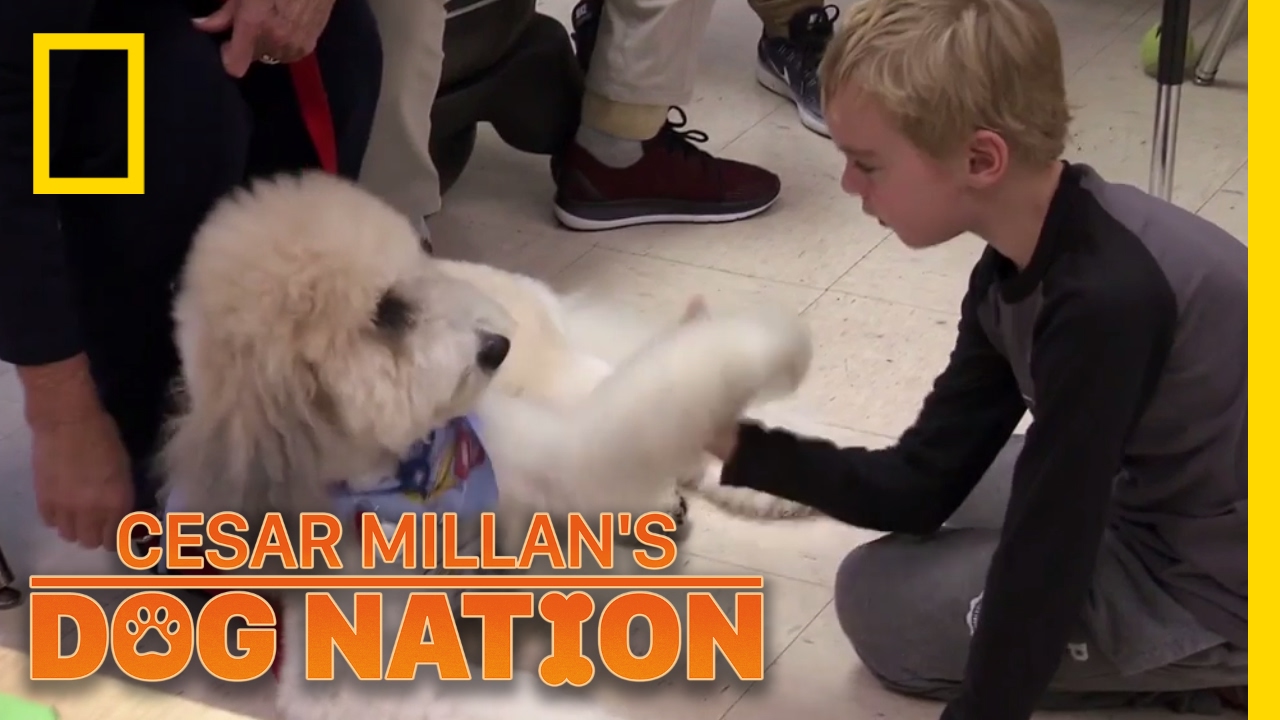 Paws with a Powerful Effect | Cesar Millan's Dog Nation