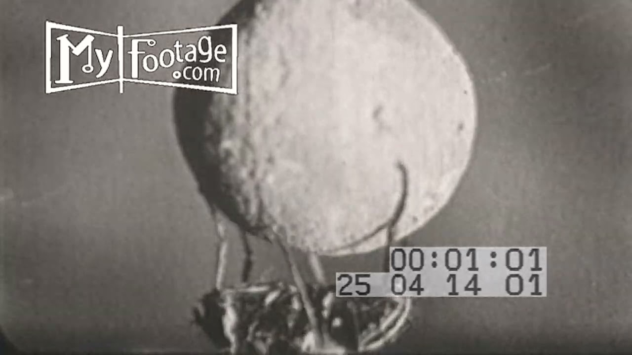 HOUSE FLY JUGGLES LINT BALL