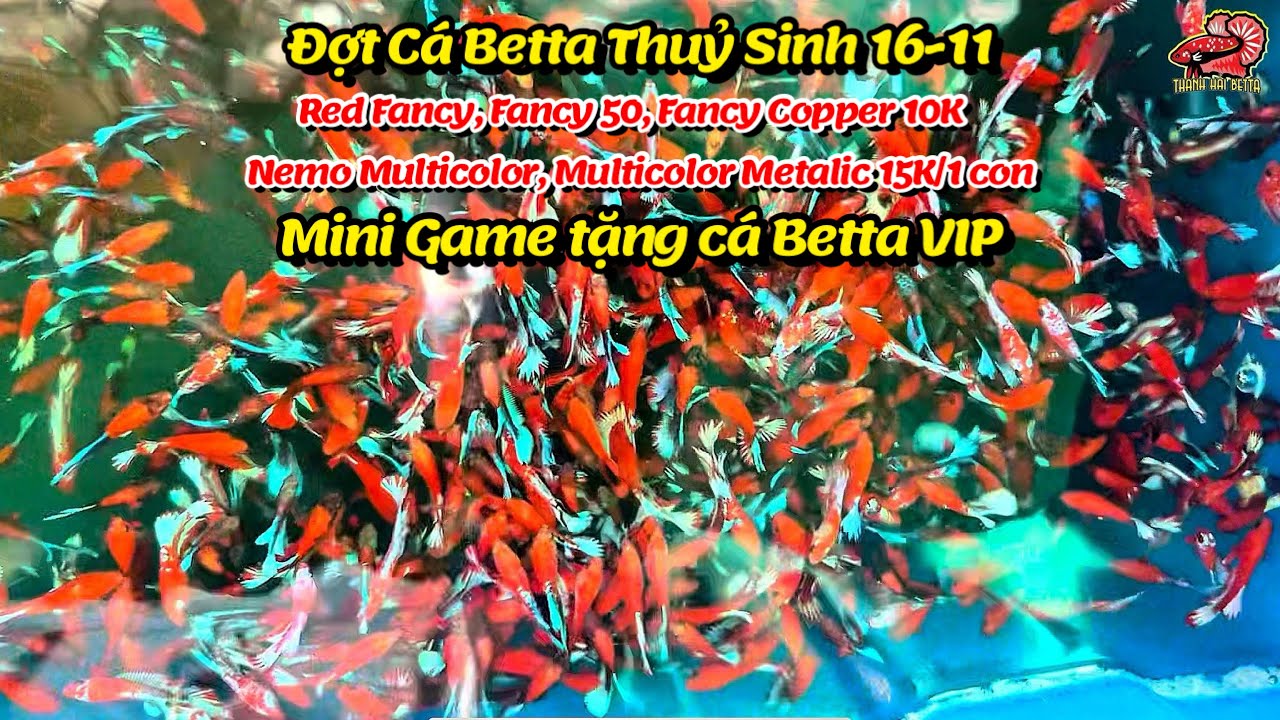Đợt Cá Betta Thuỷ Sinh 16-11 Red Fancy, Fancy Copper, FC 50, Nemo Galaxy Multicolor, Metalic ! 