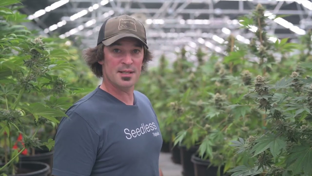 Triploid Cannabis at Oregon CBD & GTR Seeds