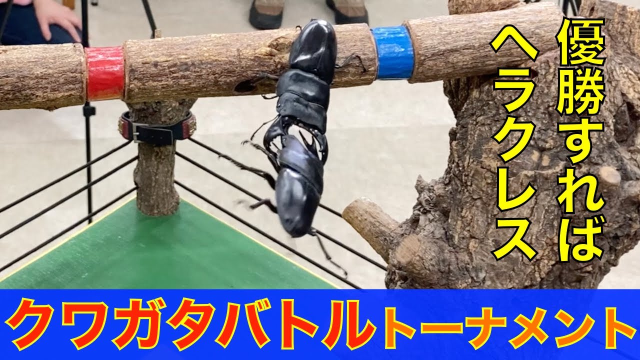 【第二回むし社杯クワレストーナメント】大技連発のクワガタバトルが熱すぎた！ヘラクレスは誰の手に？