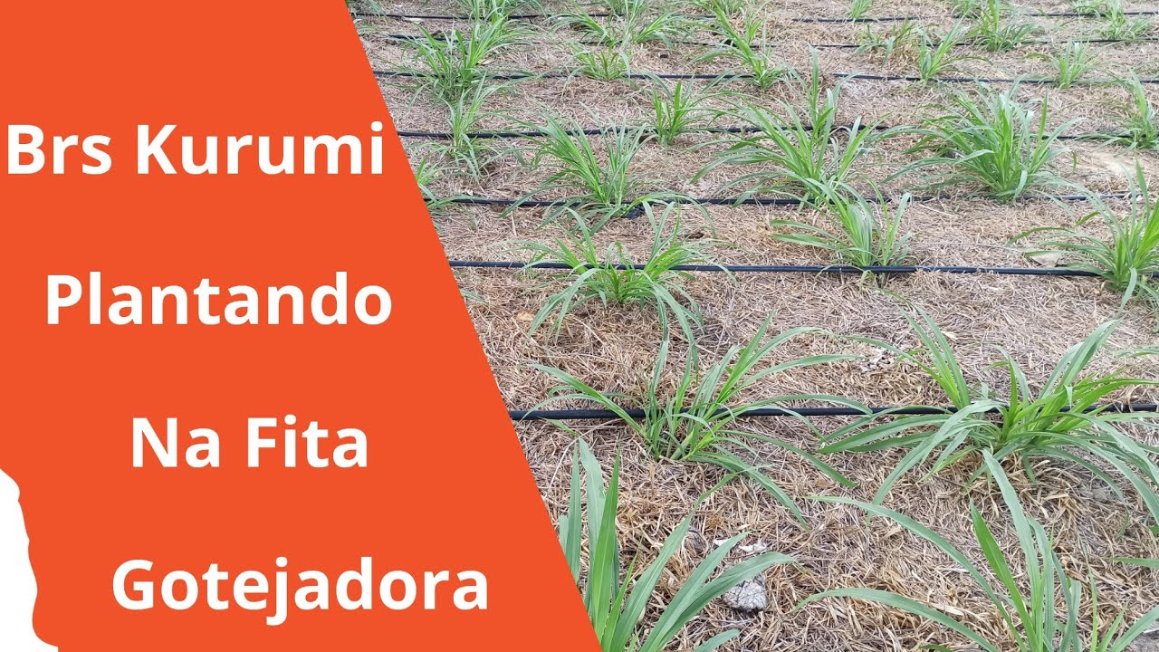 Brs Kurumi Plantando na Fita Gotejadora