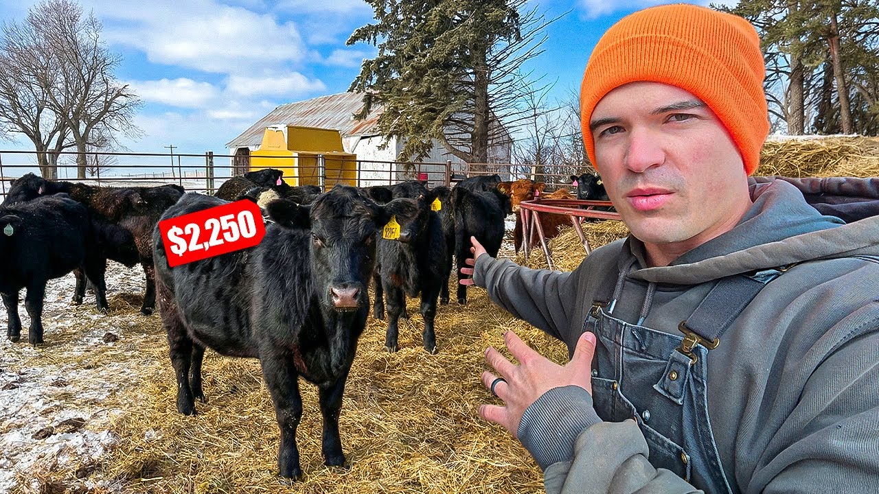 Cattle Prices are Insane... Here's what I paid per Head