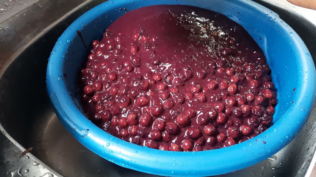 Como tirar polpa de Açaí manual.
