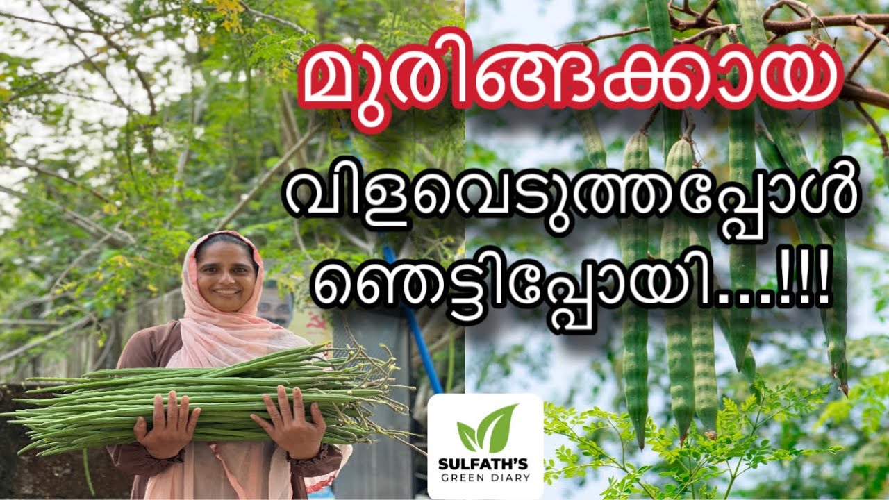 മുരിങ്ങക്കായ വിളവെടുത്തപ്പോൾ ഞെട്ടിപ്പോയി..!! | Muringa Krishi | മുരിങ്ങ കൃഷി | Moringa | Drumstick