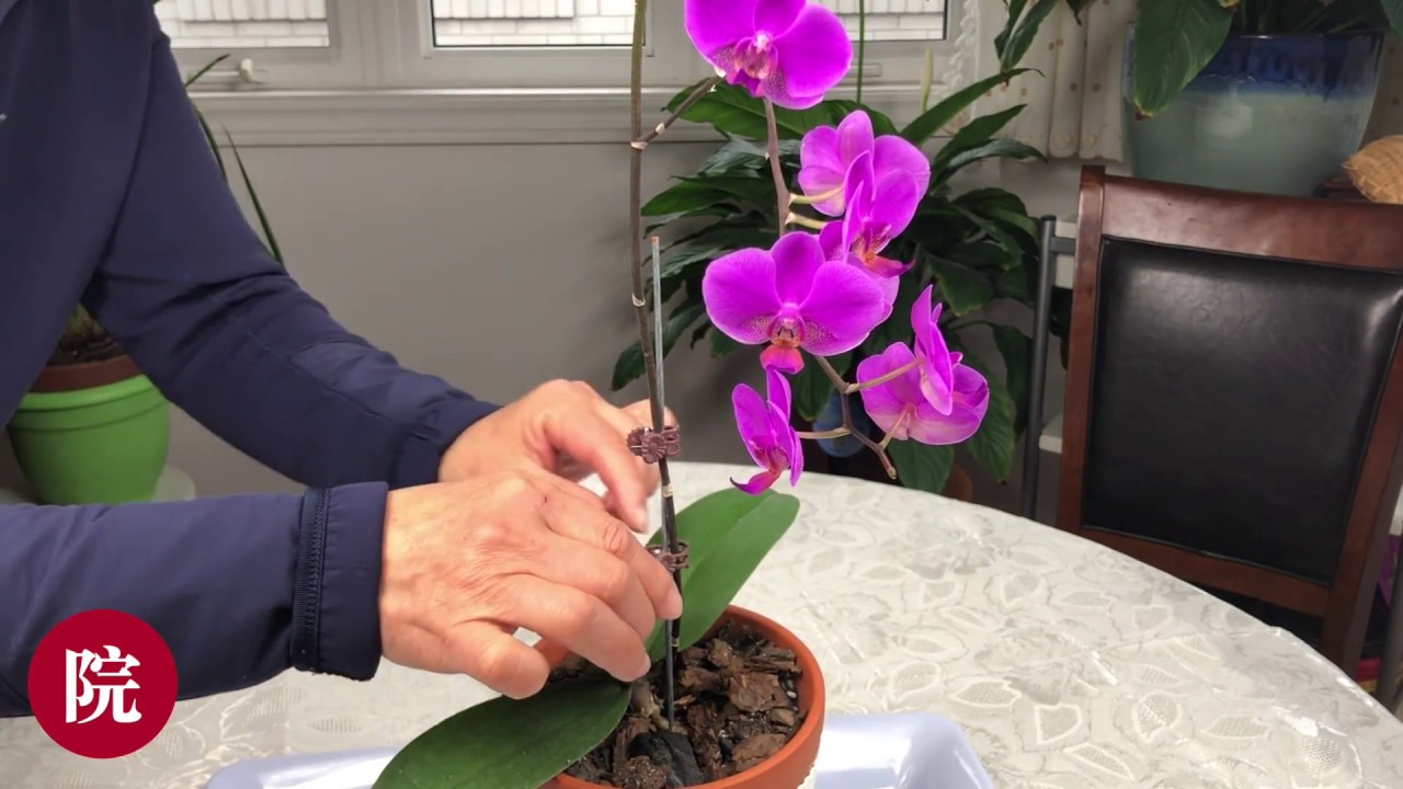 【彬彬有院】花 •蝴蝶兰系列之六//如何给蝴蝶兰剪枝