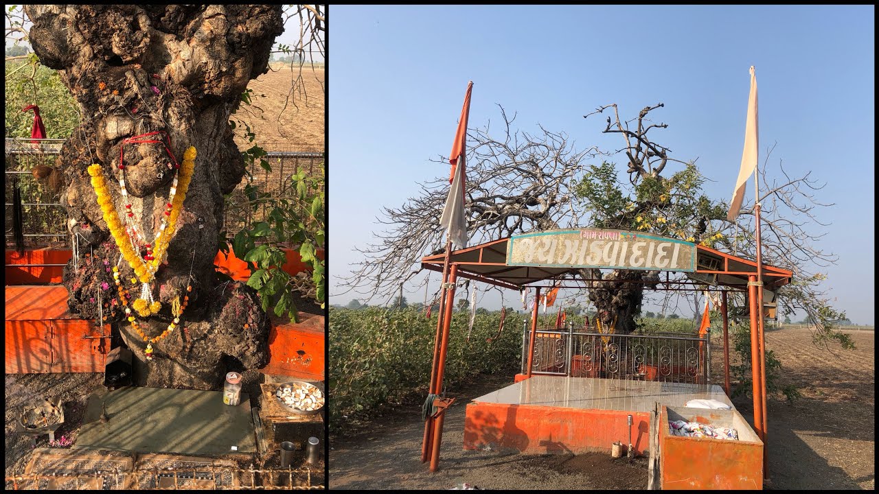 મોટા-મોટા સંતો પણ આ ચમત્કારિક ઝાડ ને પગે લાગવા આવે છે | Zadava Dada