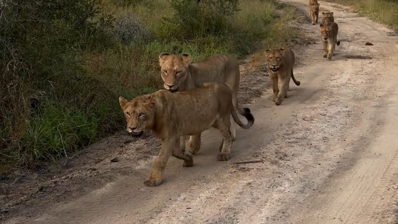 Nkuhuma Lion Pride on Move | 4 April 2024
