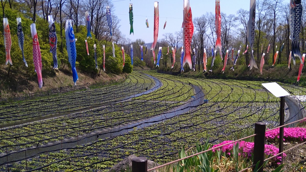 【大王わさび農場】 Daio Wasabi Farm, Japan's No. 1 Wasabi Farm・Japan 4K Walk