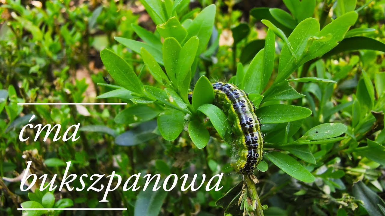 Ćma bukszpanowa - jak skutecznie zwalczyć | jak ją rozpoznać i uratować bukszpan | BOTANICZNY ŚWIAT