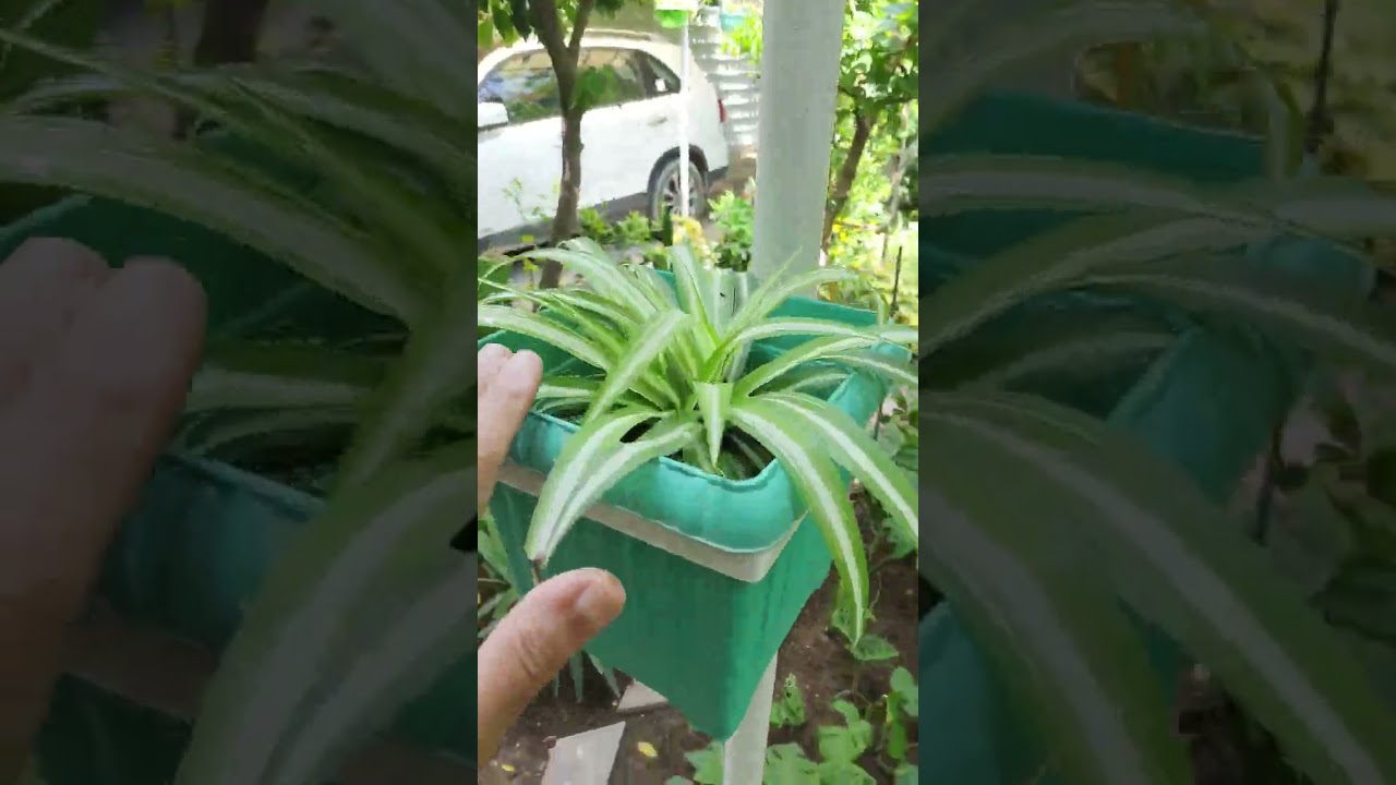 جولة بسيطة بحديقتي المنزلية⚘️ جنتي حديقتي⚘️