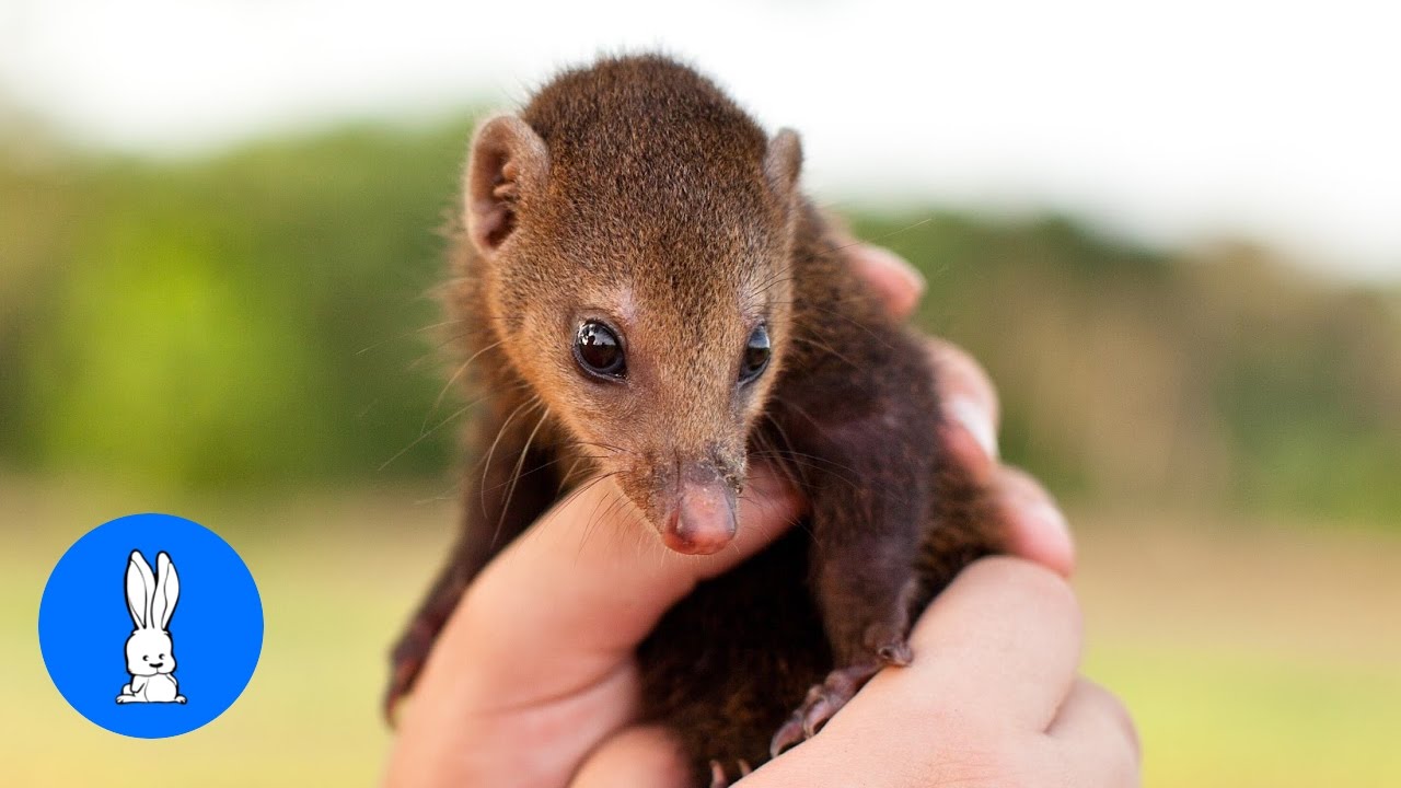 Baby Mongoose Playing - CUTEST Compilation