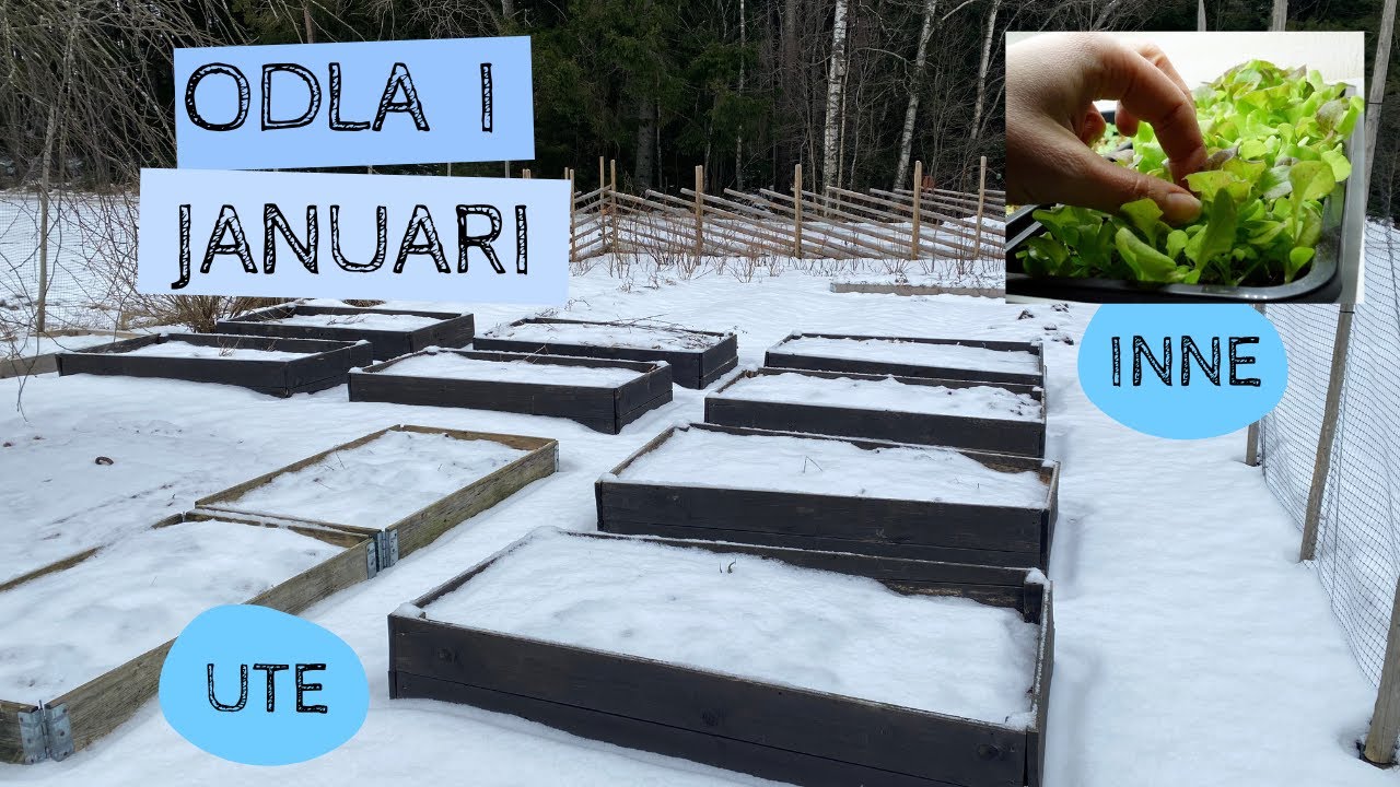 Odla i JANUARI - Sådder inomhus och en titt på växthuset