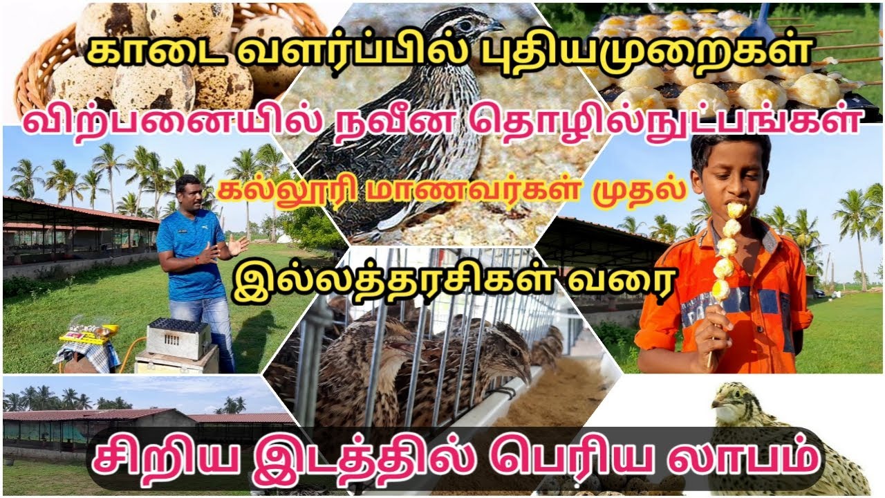 காடை வளர்ப்பு சிறிய இடம் பெரிய லாபம்-Quail farm
