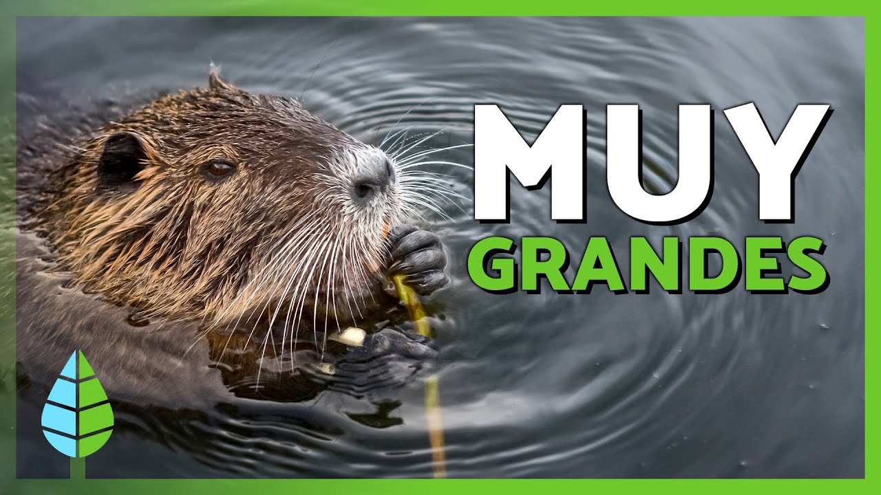 Estos son los 10 ROEDORES MÁS GRANDES del MUNDO 🦫🐭