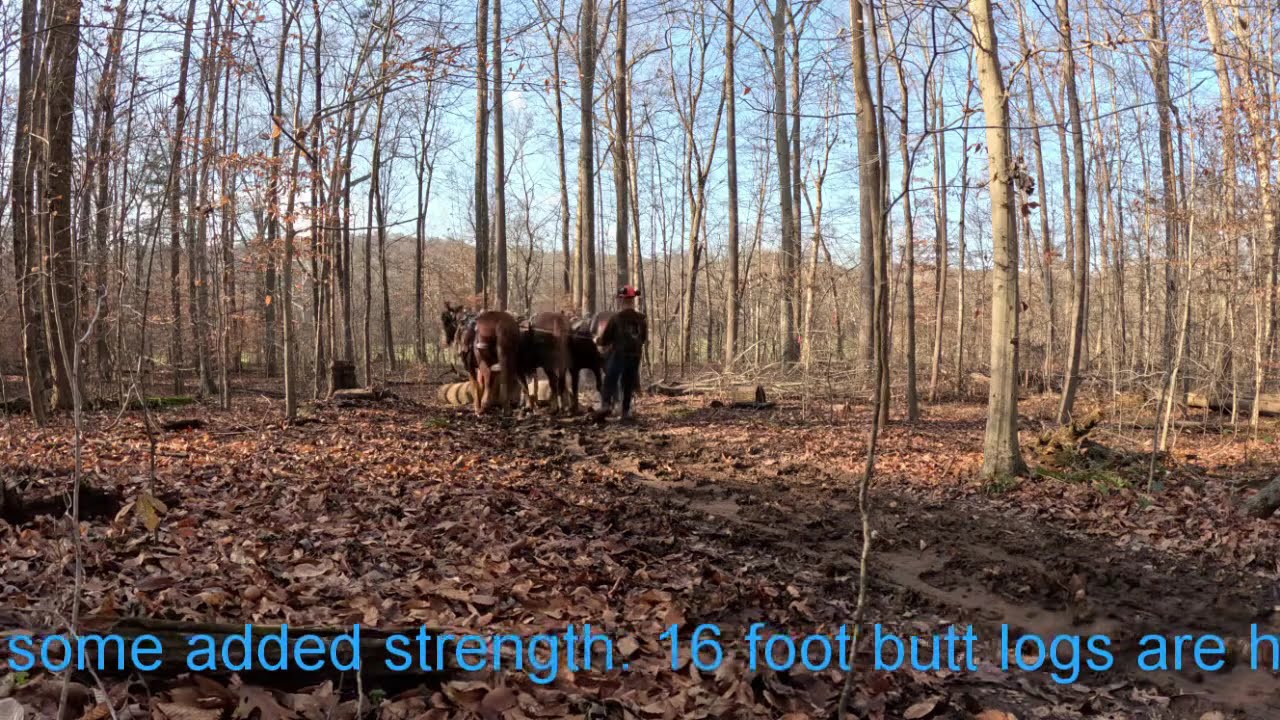 What do you do when 2 horses aren't enough?