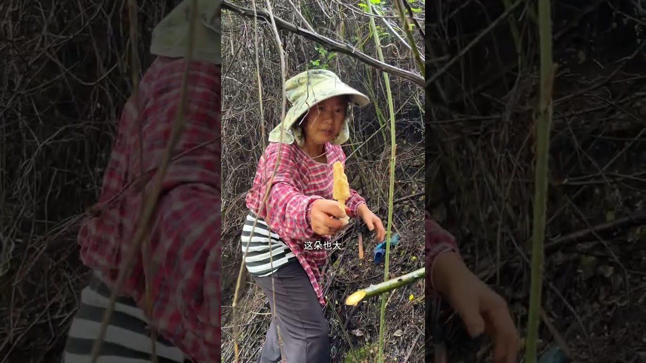 把陈五姐约起捡菌子 终于捡到心心念念的枞mer菌了！太香了～ #野生菌 #枞树菌 #抖音美好丰收节  #丰收中国2025 #星农人星乡村