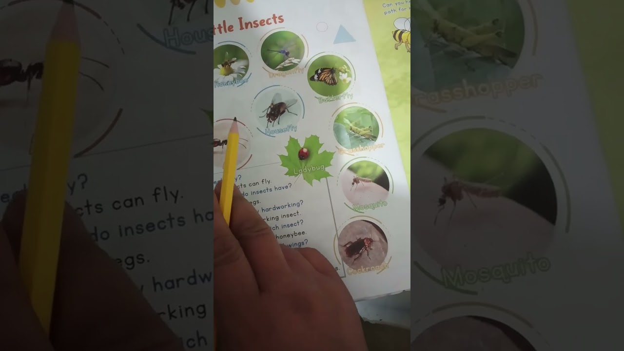 U.kg class g.k work topic is Insects name 