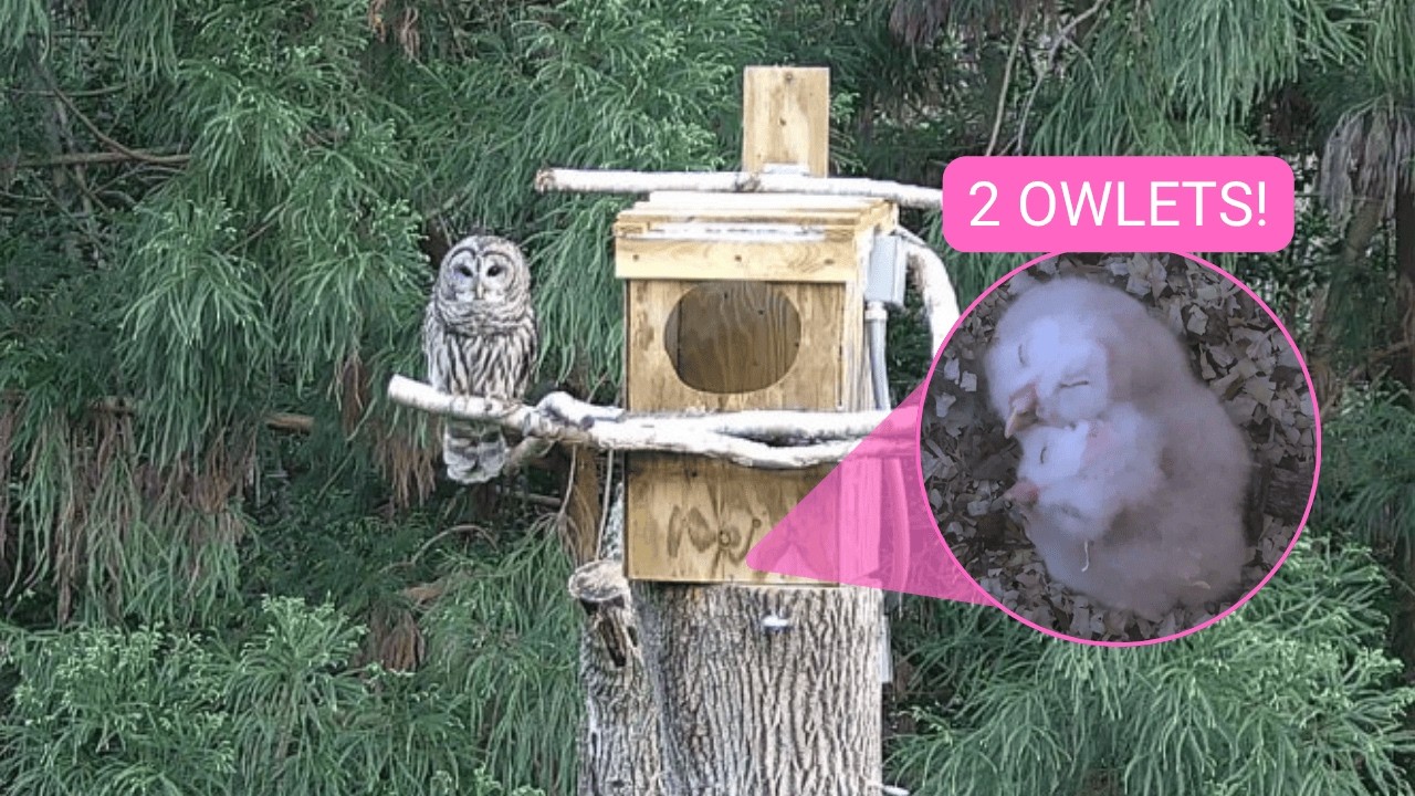 🔴 24/7 Live Owl Camera (Outside View) | Barred Owl Nesting Box | Live Stream