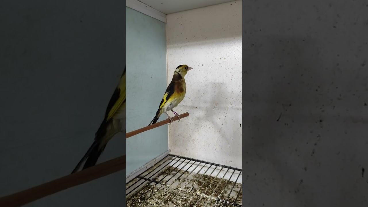Goldfinch whitetroat yellow, Sarı Akgerdan Saka