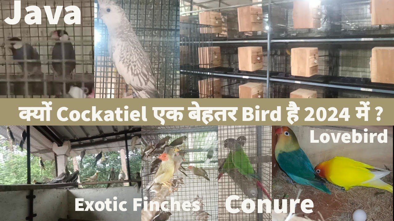 Cockatiel breeding farm in Navsari | Lovebird vs Cockatiel vs small conure | Bird vs Bird Ep-1