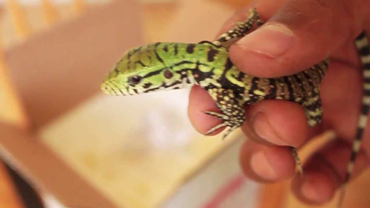 Argentine Black & White Tegu Setup and Unboxing...Again [Repidemic]