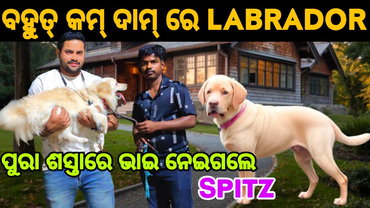 ବହୁତ୍ କମ୍ ଦାମ୍ ରେ LABRADOR male || CHIKU-PET-VLOGS || ODIAVLOG || DALYVLOG ||